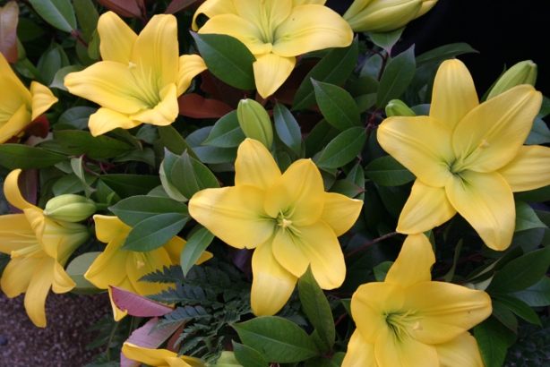 Gospel Viu! al Passeig dels Jardins del Cal Marqu�s