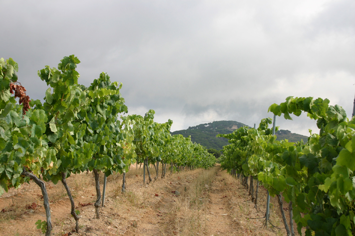 Fins al 16 març es poden demanar els ajuts agroambientals