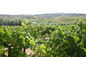 Paisatge vinyes