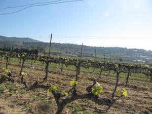 Vinyes
