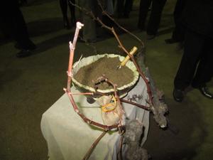 Terra del roure del Tricentenari