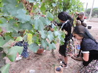 Tallada de ra&iuml;m