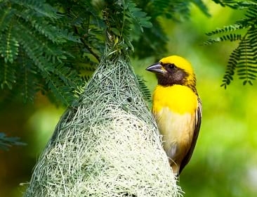 Xerrada. Ocells nidificants al Parc Serralada Litoral