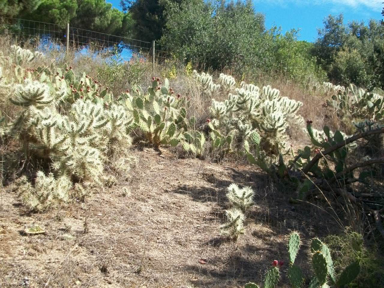 Cactus invasor