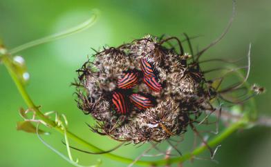 Premi del públic. Microscomos rallados. Vanessa Ramirez