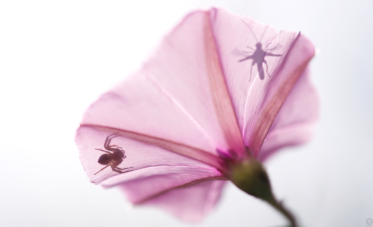 1r premi Ombres xineses. Eduard Villar Lleonart 1r premi Ombres xineses. Eduard Villar Lleonart