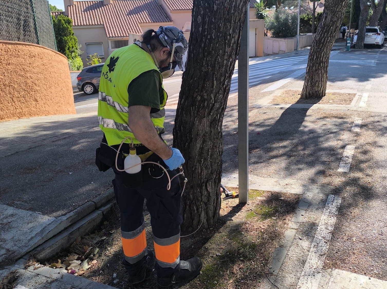 L´Ajuntament avança i amplia el tractament contra la processionària 