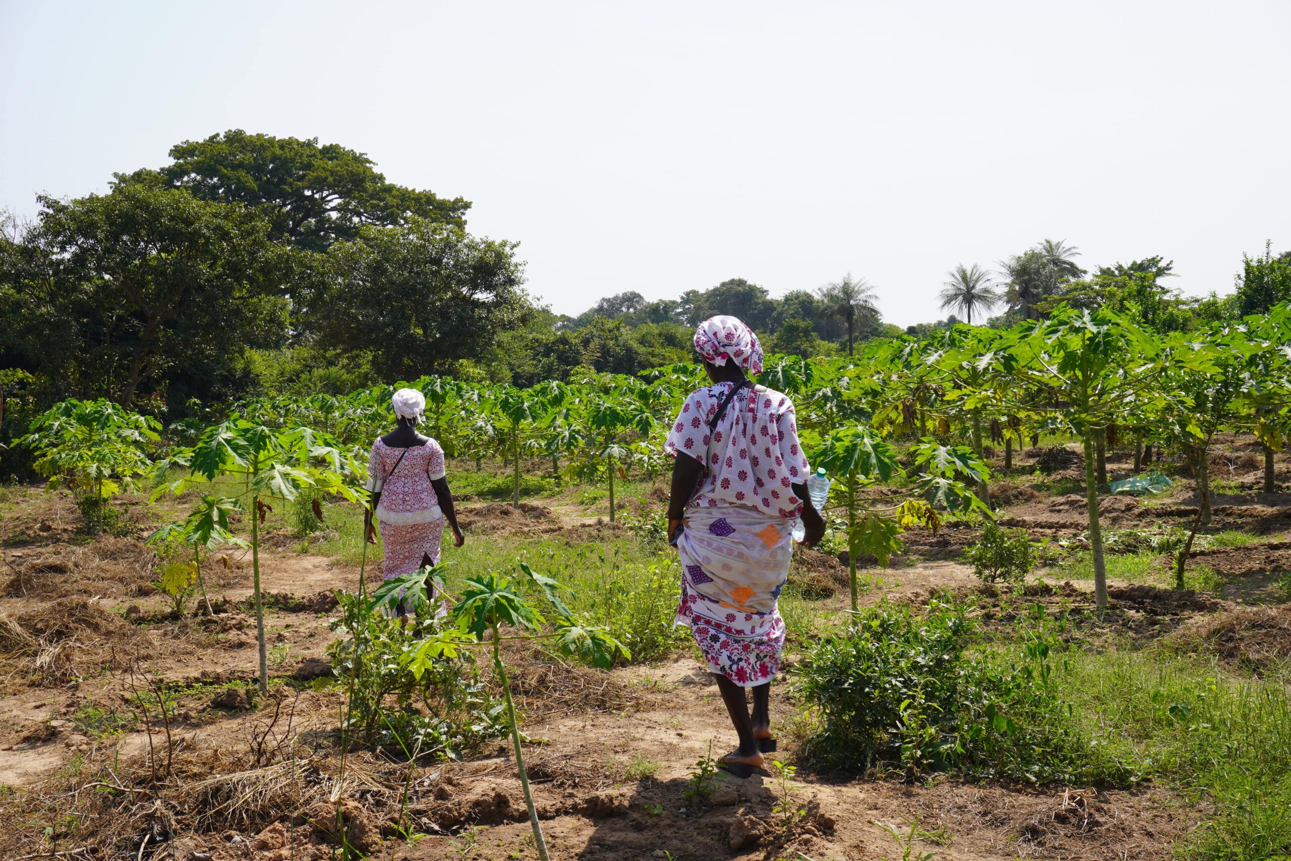 Projecte perimetre agrari per a dones a Casamance