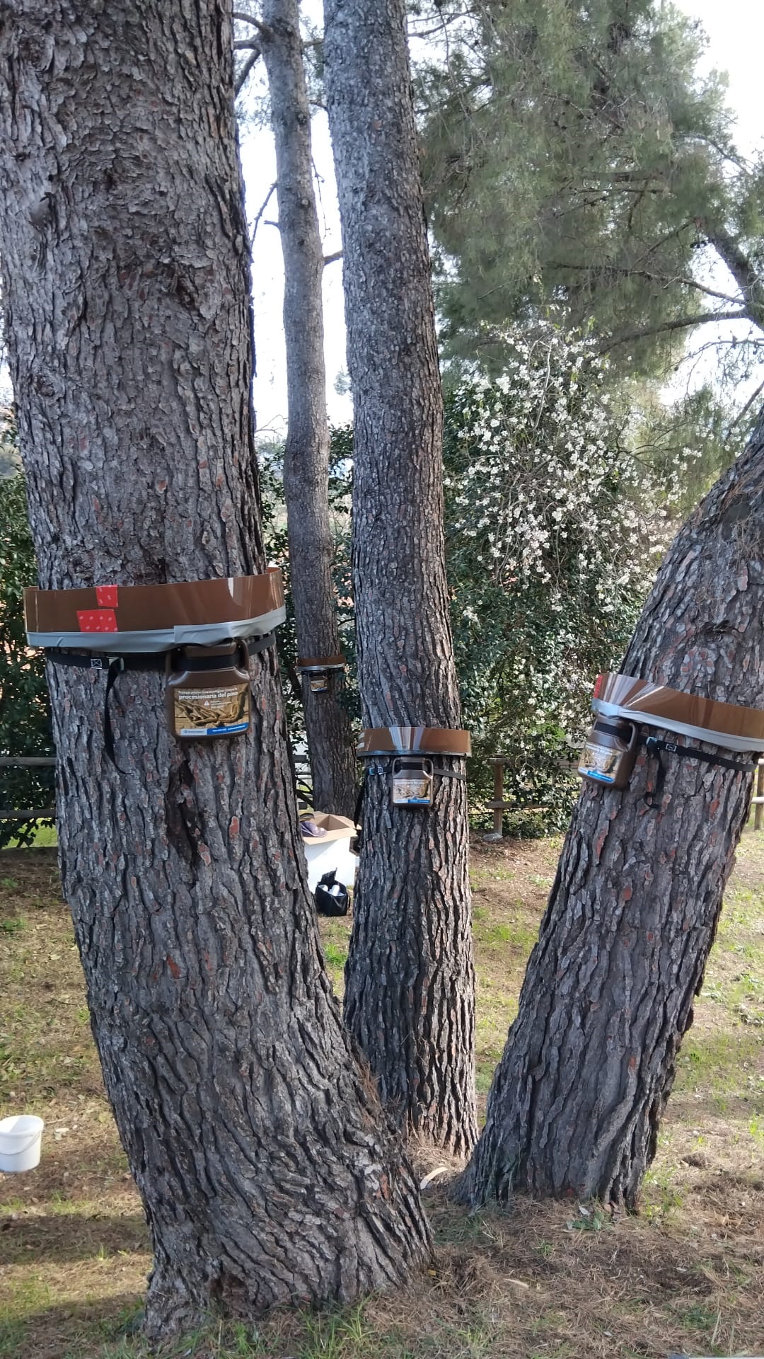 Anelles procession�ria