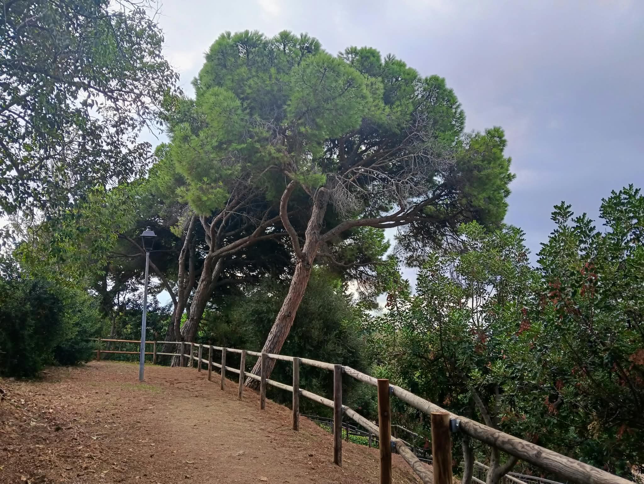 Tala arbres El Rost Tala arbres El Rost